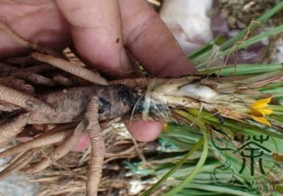 Circuligo Orchiodes For Erectile Dysfunction